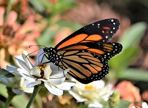Monarch butterfly