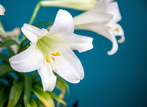Easter Lily